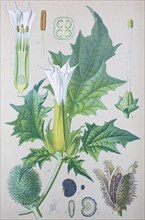 Jimson Weed (Datura stramonium)