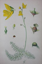 Greater bladderwort (Utricularia vulgaris)