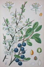 Blackthorn (Prunus spinosa)