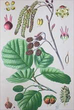 Common alder (Alnus glutinosa)