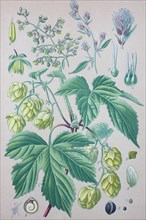 Common hop (Humulus lupulus)