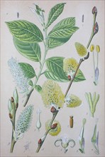 Goat willow (Salix caprea)