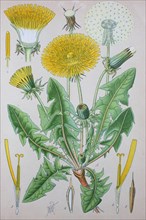 Common dandelion (Taraxacum officinale)