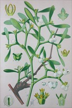 European mistletoe (Viscum album)