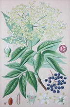 Elderberry (Sambucus nigra)