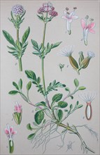 Valerian (Valeriana officinalis)