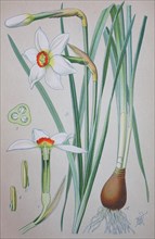 Poet's Daffodil (Narcissus poeticus)