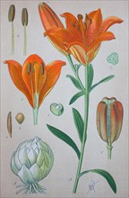 Orange lily (Lilium bulbiferum)