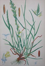 Perennial ryegrass (Lolium perenne)