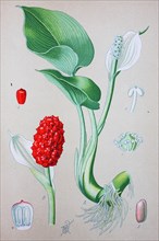 Bog arum (Calla palustris)