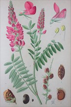 Sainfoin (Onobrychis viciifolia)