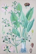 European water-plantain (Alisma plantago-aquatica)