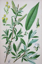Weide (Salix amygdaloides)