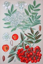 European rowan (Sorbus aucuparia)