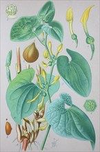 European Birthwort (Aristolochia clematitis)