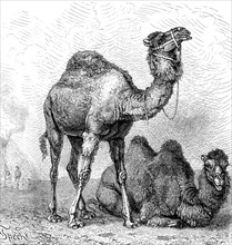 Dromedaryy (Camelus dromedarius) and a Bactrian camel (Camelus bactrianus) 1889