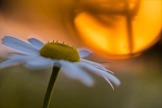 Daisy (Leucanthemum vulgare) at sunset with sun disk