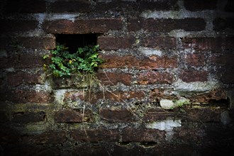 Brick wall with plant