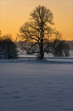 Tree in winter landscape