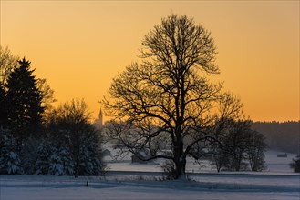 Tree in wintry landscape at sunset
