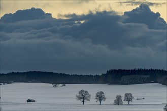 Trees in wintry landscape with dramatic sky