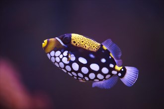 Clown triggerfish (Balistoides conspicillum) in a aquarium