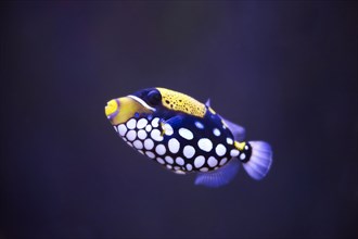 Clown triggerfish (Balistoides conspicillum) in a aquarium