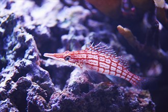 Longnose hawkfish (Oxycirrhites typus) in a aquarium