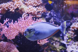 Bignose unicornfish (Naso vlamingii) in a aquarium