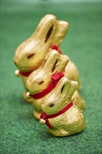 Decoration with three golden chocolate bunnies for easter
