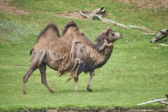Bactrian camel (Camelus ferus) during change of coat