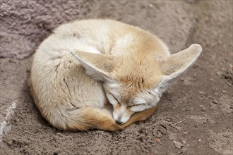 Desert fox or fennec fox (Vulpes zerda) sleeps curled up on the ground