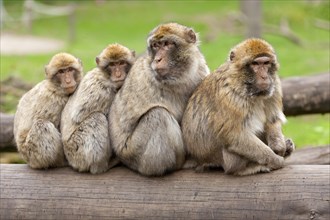 Barbary macaques (Macaca sylvanus) sitting one behind the other on tree trunk