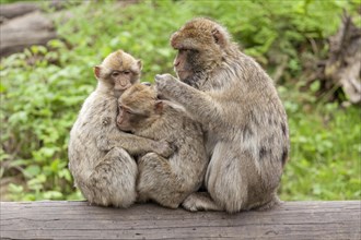 Barbary macaques (Macaca sylvanus) picking fleas from each other