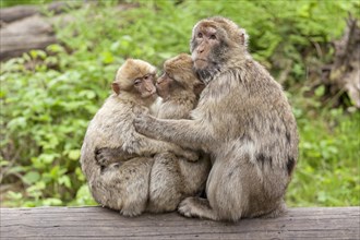 Barbary macaques (Macaca sylvanus) sitting on tree trunk