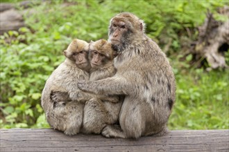 Barbary macaques (Macaca sylvanus) sitting closely to each other on tree trunk