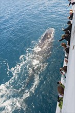 People on boat watching Humpback whales (Megaptera novaeangliae)