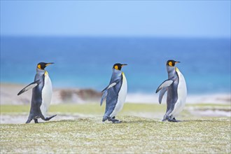 Three King penguins (Aptenodytes patagonicus) walking
