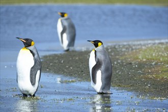 Three King penguins (Aptenodytes patagonicus) standing in water
