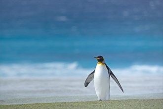 An adult King penguin (Aptenodytes patagonicus) standing