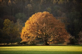 An oak tree in autumn in the Ruhrauen
