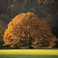 An oak tree in autumn in the Ruhrauen