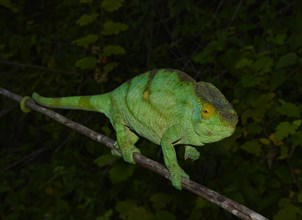 Female chameleon (Calumma parsonii parsonii)