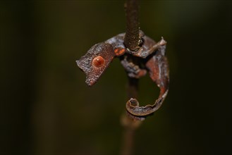 Leaf-tailed gecko (Uroplatus phantasticus)