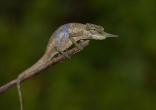 Male Blade chameleon (Calumma gallus) in rainforest