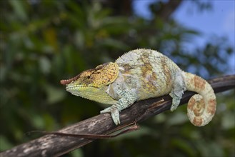 Male cryptic chameleon (Calumma crypticum)