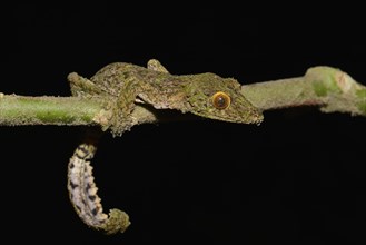 Leaf-tailed gecko (Uroplatus sp.)