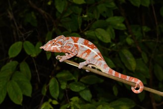 Angel's chameleon (Furcifer angeli)