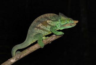 Parson's chameleon (Calumma parsonii cristifer)