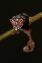 Baweng satanic leaf gecko (Uroplatus phantasticus)